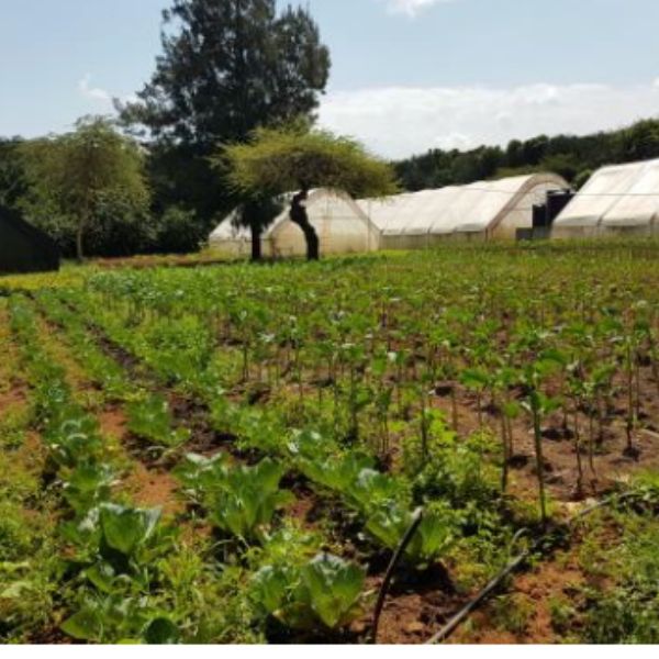 June 2020 Newsletter – Ewuaso Kedong
